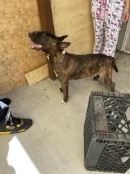 Reunited Male Dog last seen Santa Ana and Otis, South Gate, CA 90280