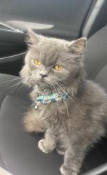 Reunited Male Cat last seen Near west Greeley st and North sweet gum Ave, Broken Arrow, OK 74012