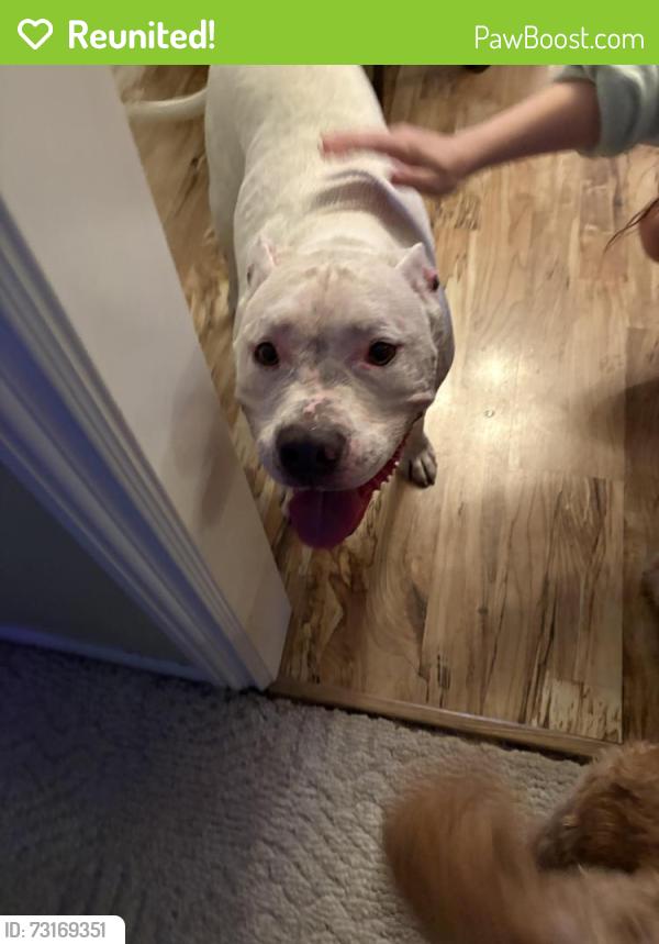 Reunited Female Dog last seen Topowa drive, Murray, UT 84107