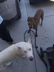 Found/Stray Male Dog last seen Wyburn, Victorville, CA 92394