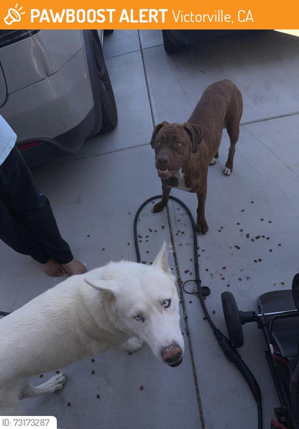 Found/Stray Male Dog last seen Wyburn, Victorville, CA 92394