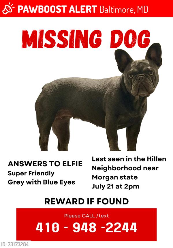 Lost Female Dog last seen Northwick rd and Welbourne ave, Baltimore, MD 21218