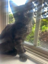 Found/Stray Female Cat last seen Planet Fitness In jonesboro, Jonesboro, AR 72467