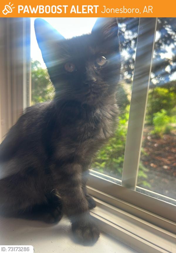 Found/Stray Female Cat last seen Planet Fitness In jonesboro, Jonesboro, AR 72467