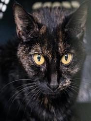 Shelter Stray Female Cat last seen JAMAICA PLAIN, 350 S Huntington Ave, Jamaica Plain, MA 02130, USA