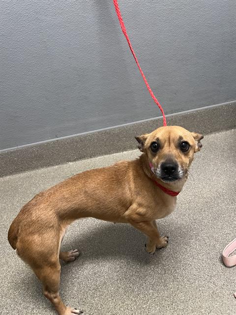 Shelter Stray Female Dog last seen , 655 N Mojave Rd, Las Vegas, NV 89101, USA