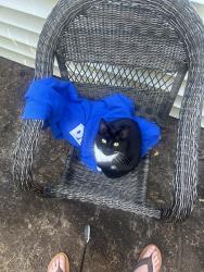Reunited Female Cat last seen Near 114th Pl SE, Kent, WA 98031, USA, Kent, WA 98031