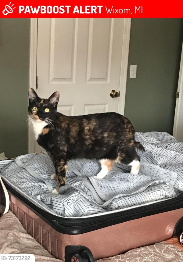 Lost Female Cat last seen Loon lake and wixom, Wixom, MI 48393