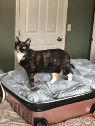 Lost Female Cat last seen Loon lake and wixom, Wixom, MI 48393