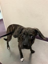 Shelter Stray Male Dog last seen Near BLK N LONG BEACH BLVD, LONG BEACH, CA 90805, 7700 E Spring St, Long Beach, CA 90815, USA