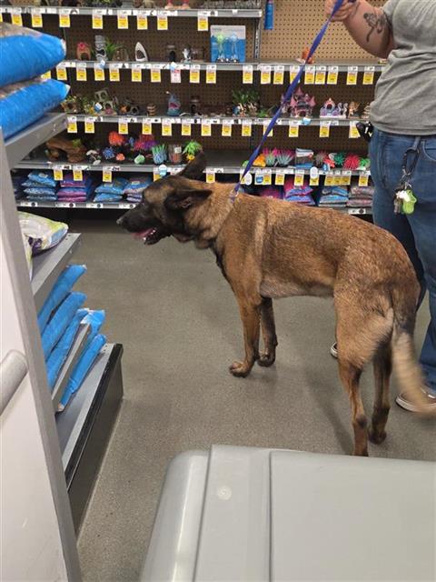 Shelter Stray Unknown Dog last seen Near BLK N LAKEWOOD BLVD, LONG BEACH, CA 90808, 7700 E Spring St, Long Beach, CA 90815, USA