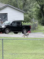 Found/Stray Unknown Dog last seen Hwy 80 jeffersonville rd, Macon, GA 31217