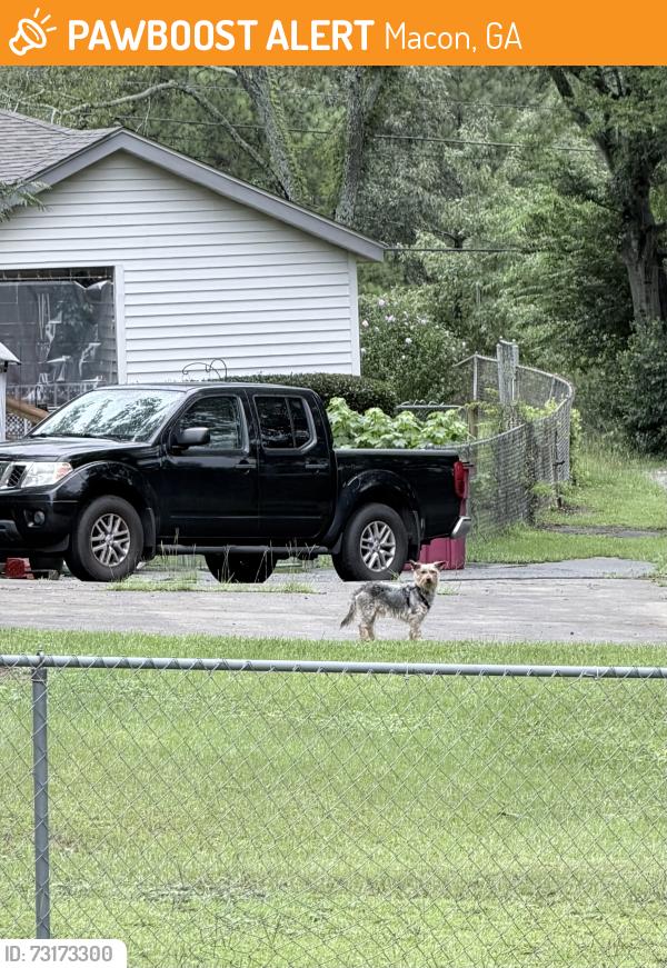 Found/Stray Unknown Dog last seen Hwy 80 jeffersonville rd, Macon, GA 31217