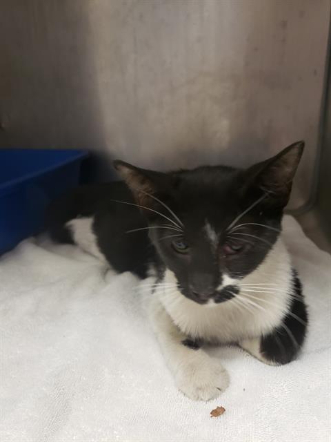 Shelter Stray Female Cat last seen ARDEN WAY & EVERGREEN ST, 2127 Front St, Sacramento, CA 95818, USA