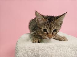 Shelter Stray Female Cat last seen , 1850 W 60th St, Los Angeles, CA 90047, USA