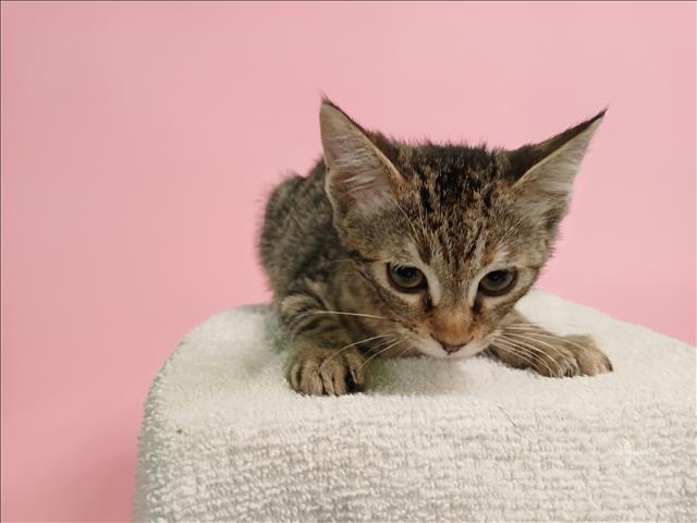 Shelter Stray Female Cat last seen , 1850 W 60th St, Los Angeles, CA 90047, USA