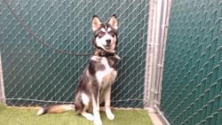 Shelter Stray Male Dog last seen , 11258 Garfield Ave, Downey, CA 90242, USA