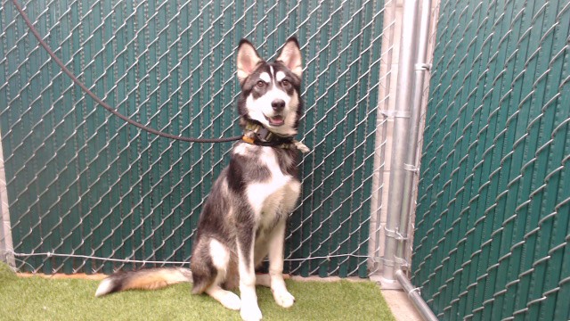 Shelter Stray Male Dog last seen , 11258 Garfield Ave, Downey, CA 90242, USA