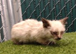Shelter Stray Female Cat last seen , 11258 Garfield Ave, Downey, CA 90242, USA