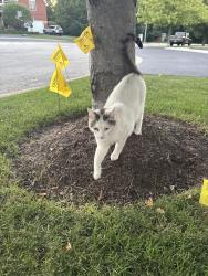 Found/Stray Unknown Cat last seen 61st and Catherine Ave, Countryside, IL 60525