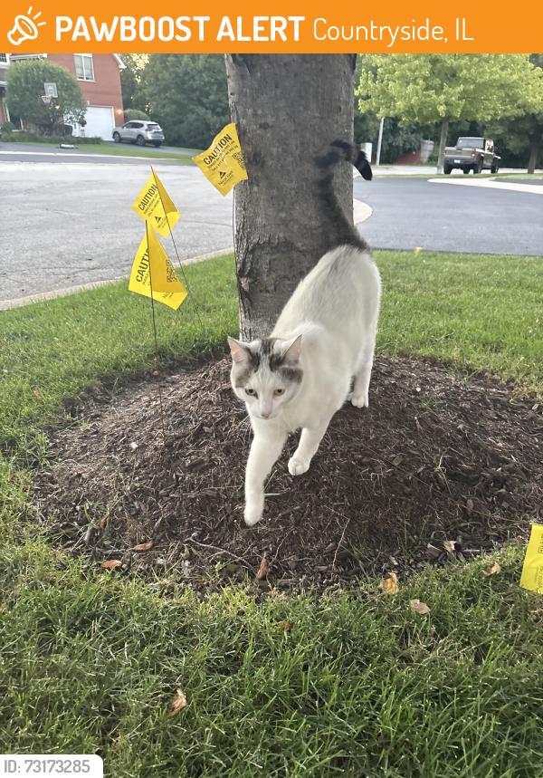 Found/Stray Unknown Cat last seen 61st and Catherine Ave, Countryside, IL 60525