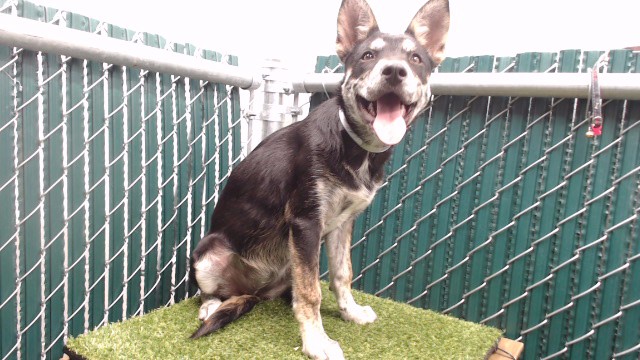 Shelter Stray Female Dog last seen , 11258 Garfield Ave, Downey, CA 90242, USA