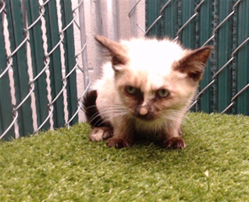 Shelter Stray Female Cat last seen , 11258 Garfield Ave, Downey, CA 90242, USA