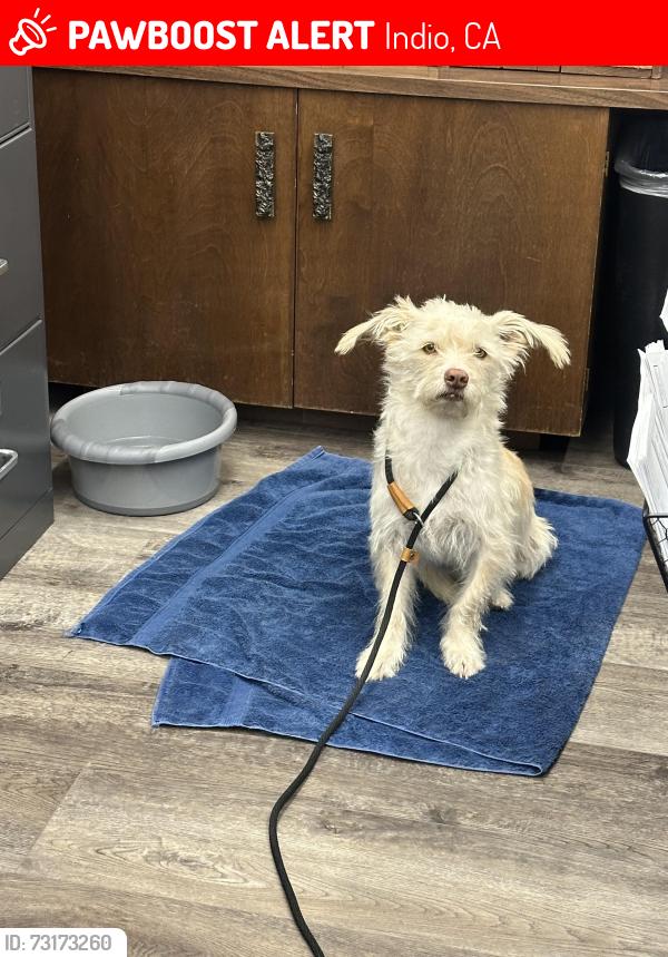 Lost Male Dog last seen Indio car wash, Indio, CA 92201