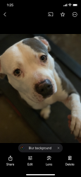Reunited Male Dog last seen Sundale Dr & Nelson Dr Fremont, Fremont, CA 94538