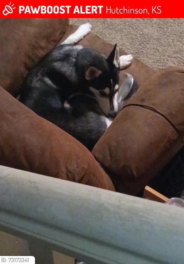 Lost Female Dog last seen 11th and main, Hutchinson, KS 67501