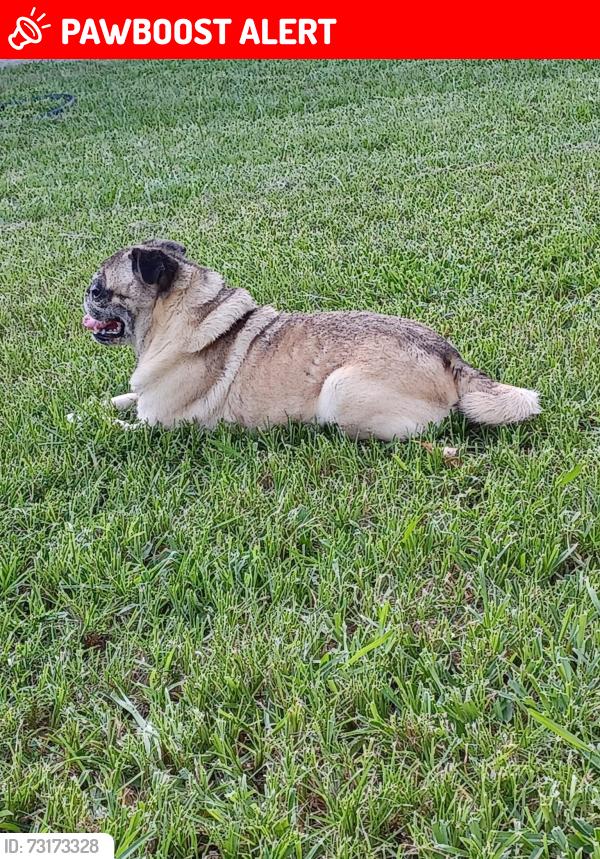 Lost Male Dog last seen Grand Parkway 99, Montgomery County, TX 77386