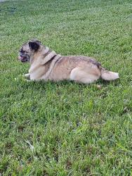 Lost Male Dog last seen Grand Parkway 99, Montgomery County, TX 77386