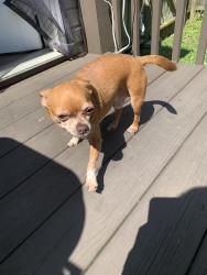 Lost Male Dog last seen Booker T Washington, Chattanooga, TN 37416