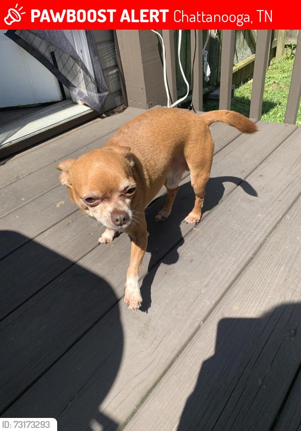 Lost Male Dog last seen Booker T Washington, Chattanooga, TN 37416