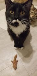 Lost Male Cat last seen Hillview, Edmonton, AB T6L 1E4
