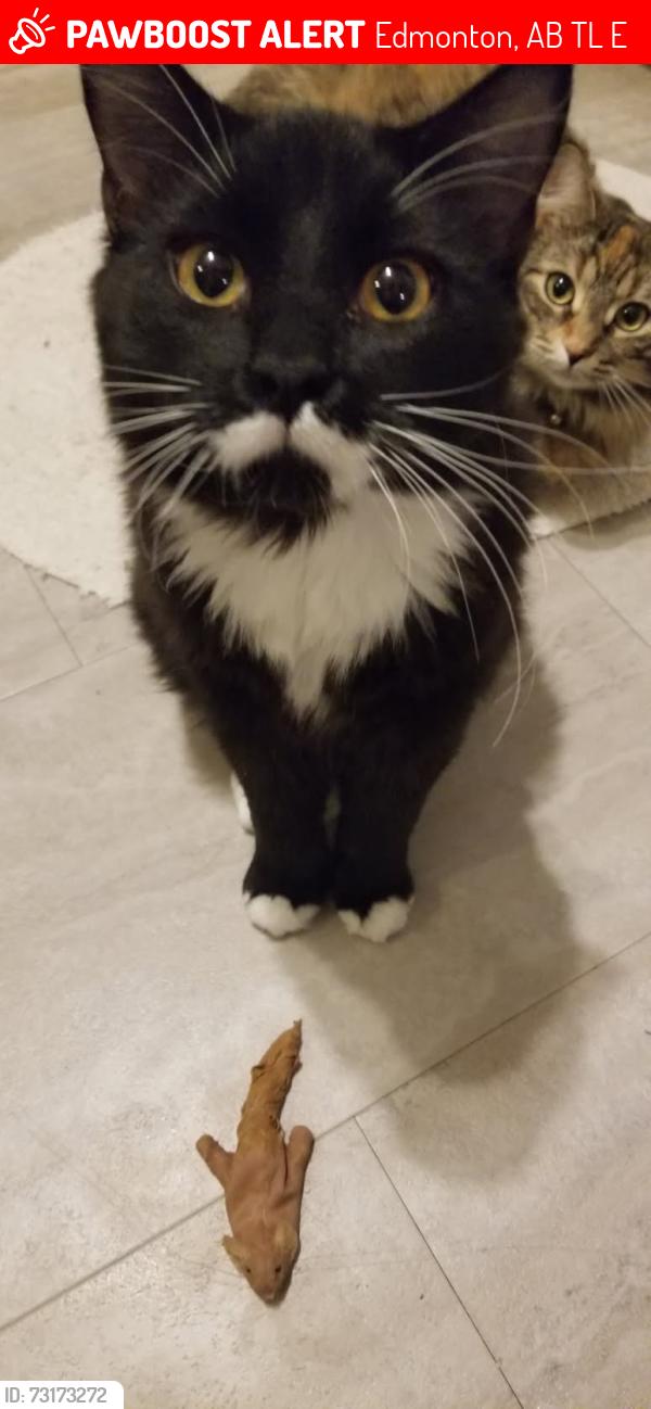 Lost Male Cat last seen Hillview, Edmonton, AB T6L 1E4
