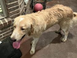 Reunited Male Dog last seen Levy County Line Rd, Burleson, TX 76028