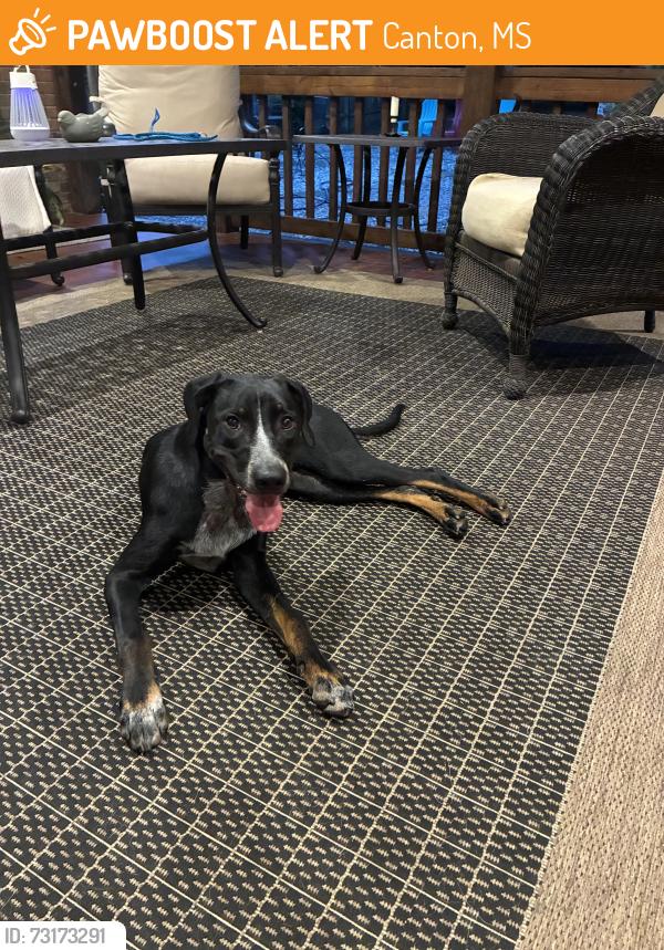 Found/Stray Female Dog last seen Natchez Trace Pkwy, Canton, MS 39046, Canton, MS 39046