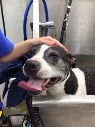 Reunited Female Dog last seen Near butler pike, Brittany Farms-Highlands, PA 18914