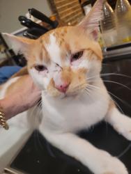 Reunited Male Cat last seen Alcazar Ave & San Sebastian Prado, Altamonte Springs, FL 32714