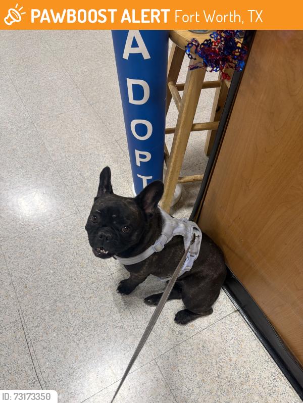 Found/Stray Female Dog last seen Kellis park, Fort Worth, TX 76133