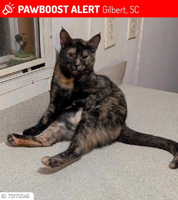 Lost Female Cat last seen Pond Branch Rd, Gilbert, SC 29054