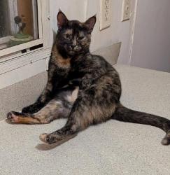 Lost Female Cat last seen Pond Branch Rd, Gilbert, SC 29054