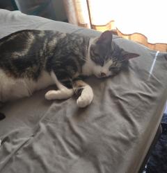 Reunited Female Cat last seen Wing Dr. And Vienna rd. Clio Mi, Clio, MI 48420