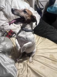 Found/Stray Male Dog last seen Reno Road and Cardinal, Azle, TX 76020