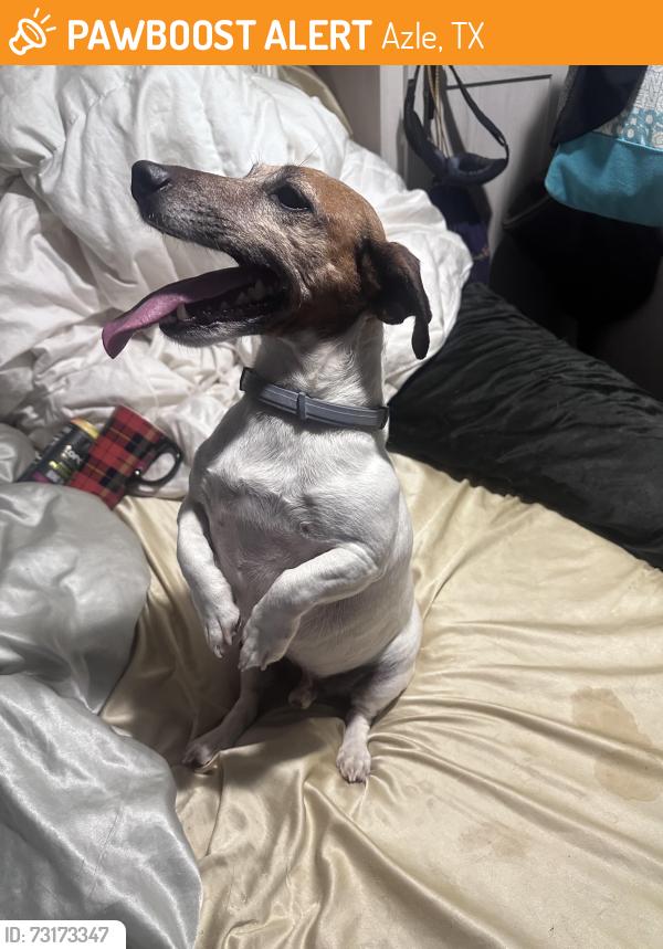 Found/Stray Male Dog last seen Reno Road and Cardinal, Azle, TX 76020