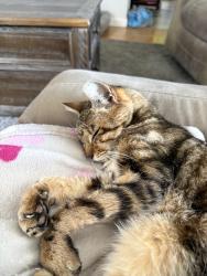 Lost Male Cat last seen Granville & Webb. He was heading towards the highway., Vallejo, CA 94591