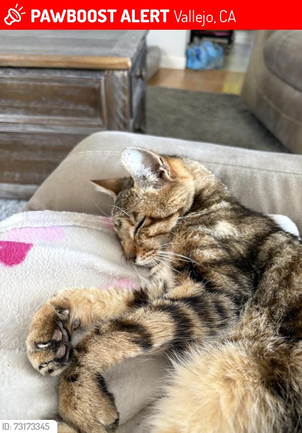 Lost Male Cat last seen Granville & Webb. He was heading towards the highway., Vallejo, CA 94591