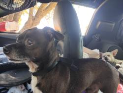 Lost Male Dog last seen Sawyer Street, Auburn, CA 95603