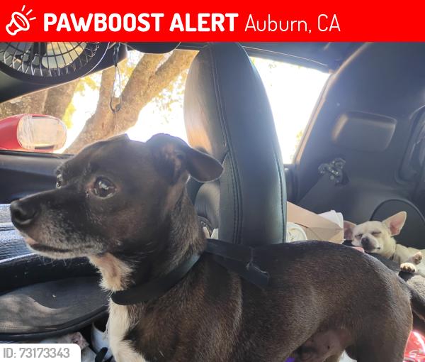 Lost Male Dog last seen Sawyer Street, Auburn, CA 95603